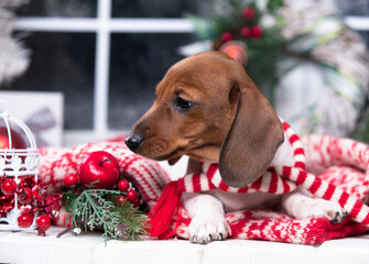 Puppy dachshund, New Year's puppy, Christmas dog