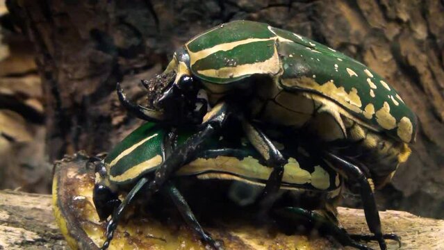 Polyphemus beetles (Mecynorhina polyphemus) mating, close-up