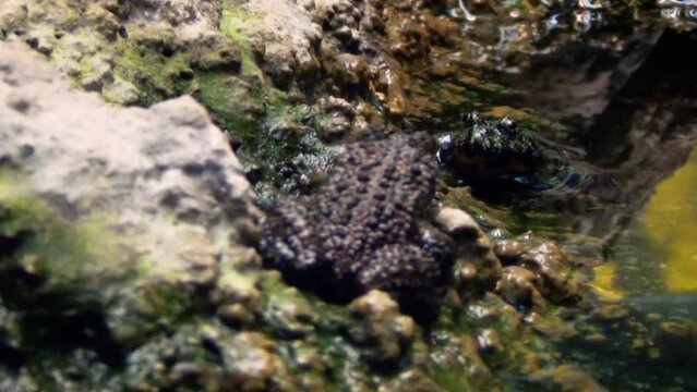 Oriental fire-bellied toads (Bombina orientalis) near water