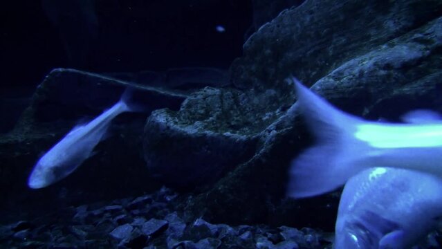 Blind cave fish (Astyanax mexicanus) swimming in a cave-like environment