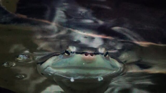 Hilaire&rsquo;s side-necked turtle (Phrynops hilarii), close-up in water