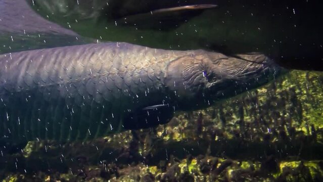 Arapaima or pirarucu (Arapaima gigas) swimming
