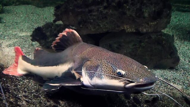A giant redtail catfish (Phractocephalus hemioliopterus) resting