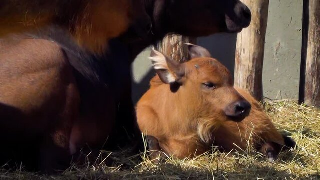 African forest buffalo (Syncerus caffer nanus) mother and calf resting in captivity