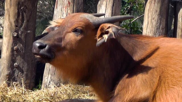 African forest buffalo (Syncerus caffer nanus) resting in captivity