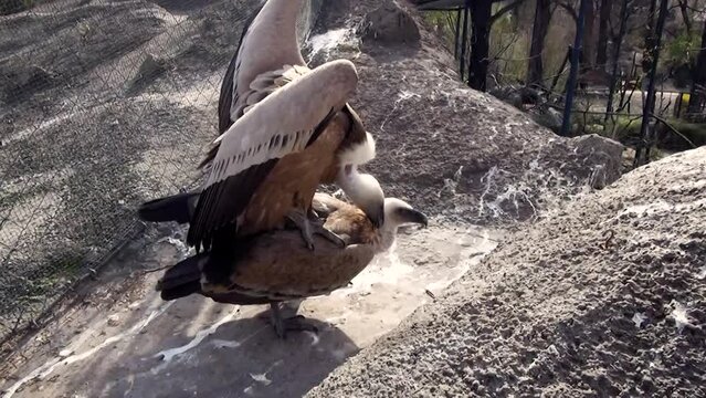Eurasian griffon vultures (Gyps fulvus) mating in a large aviary