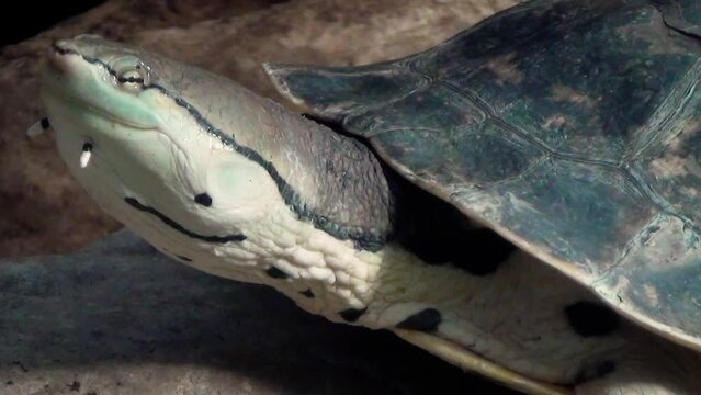 Hilaire&rsquo;s side-necked turtle (Phrynops hilarii), close-up
