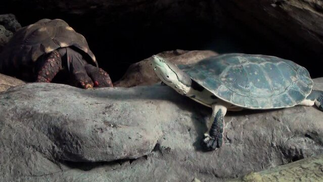 The difference between a turtle and a tortoise: Hilaire&rsquo;s side-necked turtle (Phrynops hilarii) to the right, red-footed tortoise (Chelonoidis carbonarius) to the left