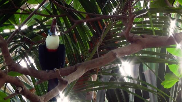 White-throated toucan (Ramphastos tucanus) with an open beak on a palm tree