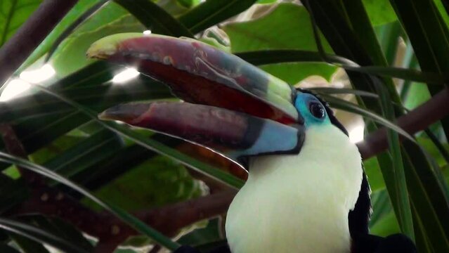 White-throated toucan (Ramphastos tucanus) with an open beak on a palm tree, close-up