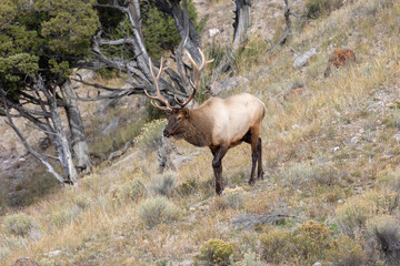 Male elk during rutting season in Yellowstone National park