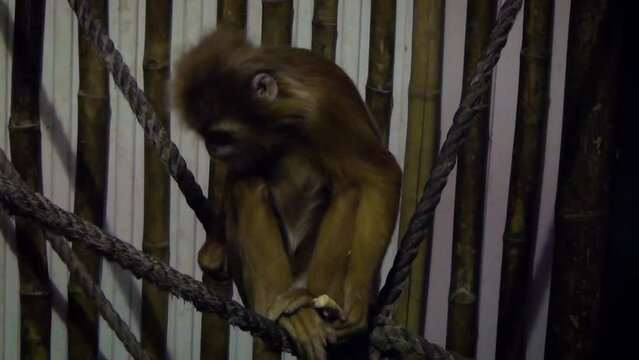 Young female East Javan langur (Trachypithecus auratus) in captivity
