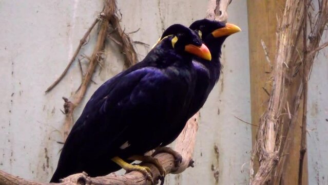 A pair of common hill mynas (Gracula religiosa) in a tropical house