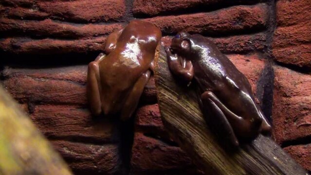 Brown color variants of the Australian green tree frog (Ranoidea caerulea) in a terrarium