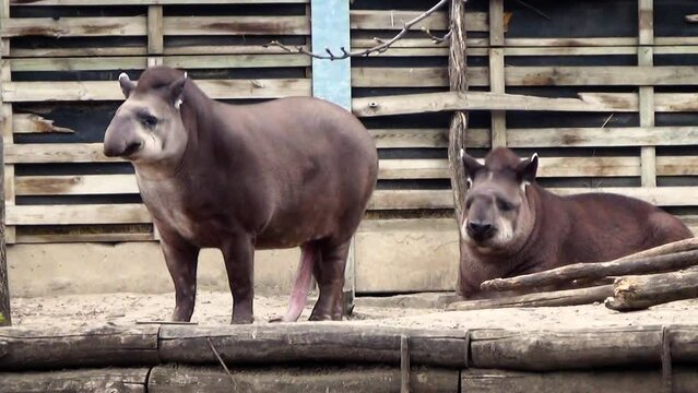 South American tapirs (Tapirus terrestris) in captivity, the male's penis touches the ground