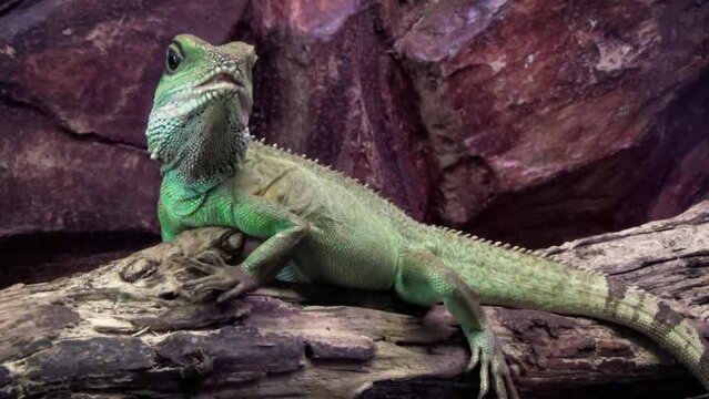 Chinese water dragon (Physignathus cocincinus) in a terrarium