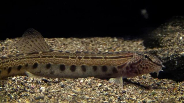Spined loach (Cobitis taenia) on the bottom