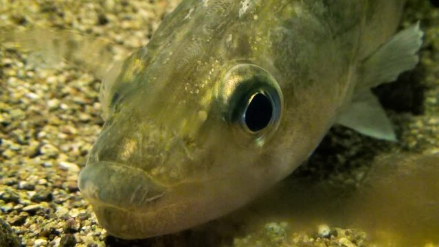 Zander (Sander lucioperca), head close-up