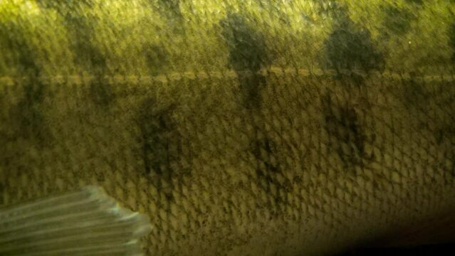 Zander (Sander lucioperca), scales and side close-up