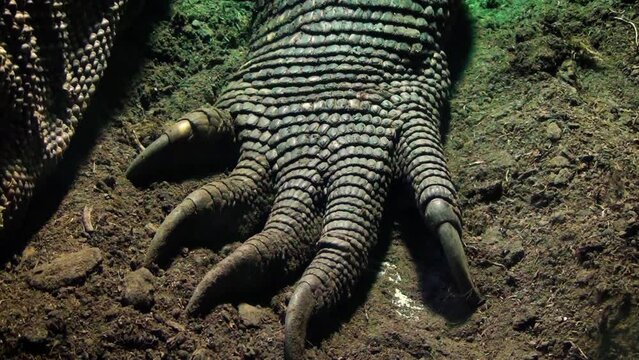 Komodo dragon (Varanus komodoensis) hand and claws