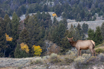 Female elk with yellow aspens in the distance in Yellowstone National Park