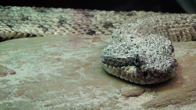 Sidewinder (Crotalus cerastes), a species of sand viper