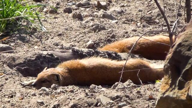Yellow mongooses (Cynictis penicillata) resting and basking