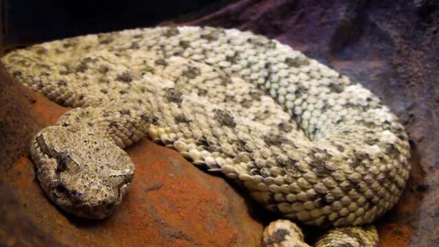 Sidewinder (Crotalus cerastes), a species of sand viper