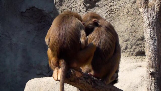 Low-ranking hamadryas baboon (Papio hamadryas) male mating with female in captivity