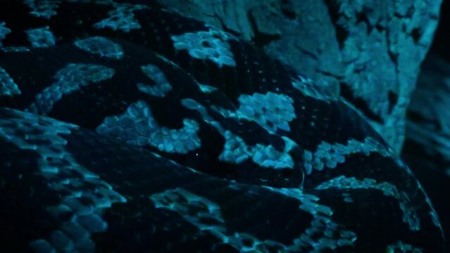Carpet python (Morelia spilota) curled up at night, close-up