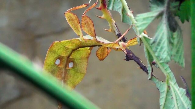 A species of leaf insect (Phylliidae) mimicking leaf movements