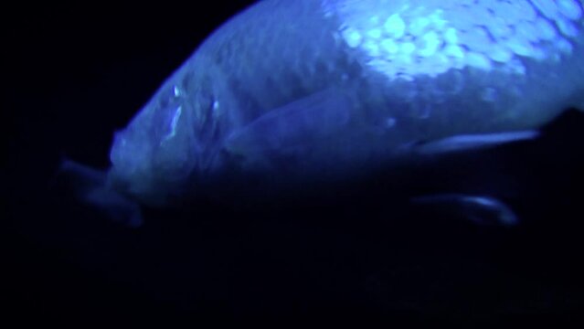 Blind cave fish (Astyanax mexicanus) swimming in a dark environment