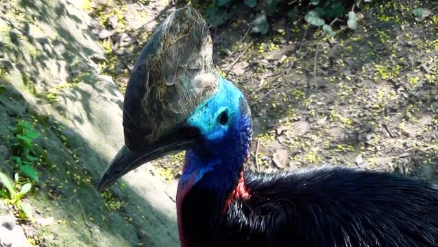 Southern cassowary (Casuarius casuarius)