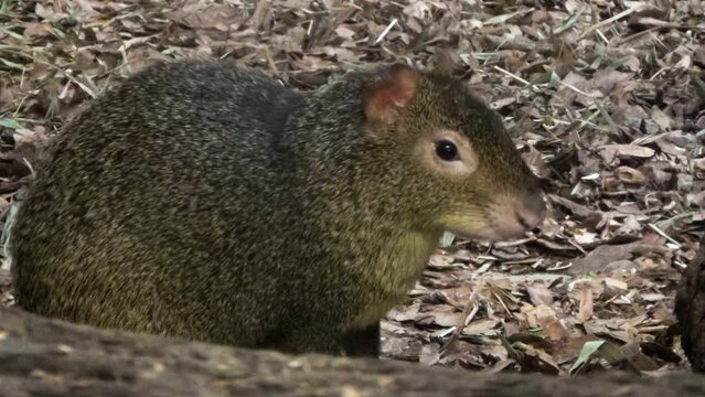 Red-rumped agouti (Dasyprocta leporina) in a menagerie