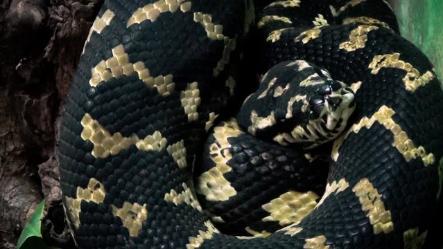 Carpet python (Morelia spilota) curled up