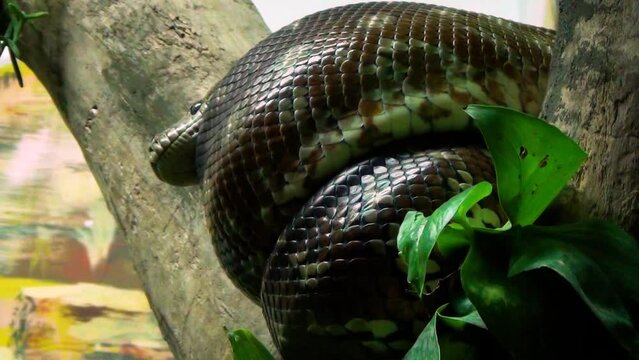 Bredl's python (Morelia bredli) curled up on a branch in a terrarium