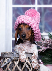Puppy dachshund piebald  in New Year's decorations