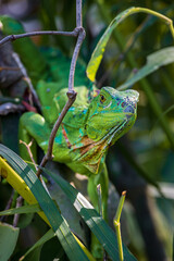 Beautiful Green Iguana (Iguana Iguana) in Tortuguero National Park (Costa Rica)