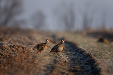 Red legged partridge on the field during winter. Alectoris rufa in European nature. Colorful bird...