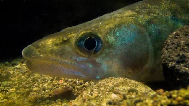 Zander (Sander lucioperca) head close-up