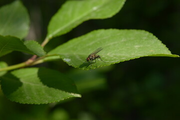 Naklejka premium A fly on a leaf
