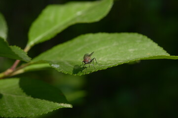 A fly on a leaf 