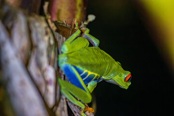 Red-eyed tree frog (Agalychnis callidryas) in Tortuguero National Park at night (Costa Rica)