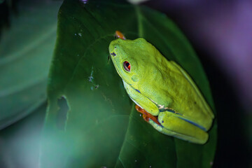 Red-eyed tree frog (Agalychnis callidryas) in Tortuguero National Park at night (Costa Rica)