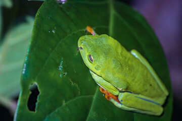Red-eyed tree frog (Agalychnis callidryas) in Tortuguero National Park at night (Costa Rica)