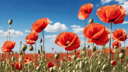 Obraz premium Poppy field, poppies, flowers, landscape, sun, cloud,