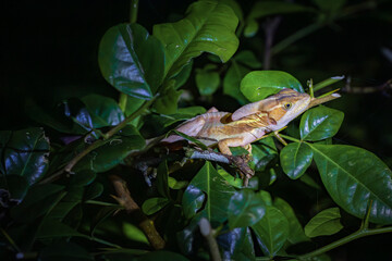 Brown basilisk (Basiliscus vittatus) in Tortuguero National Park at night (Costa Rica)