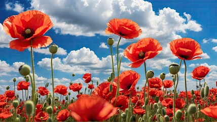 Naklejka premium Poppy field, poppies, flowers, landscape, sun, cloud,