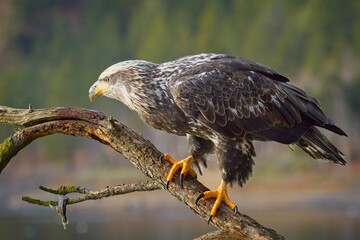 Side profile of young eagle on a branch.