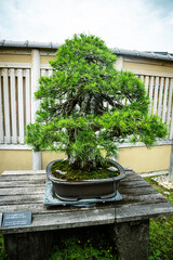Bonsai tree outdoors in Japan
